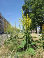 Verbascum nigrum L. resmi