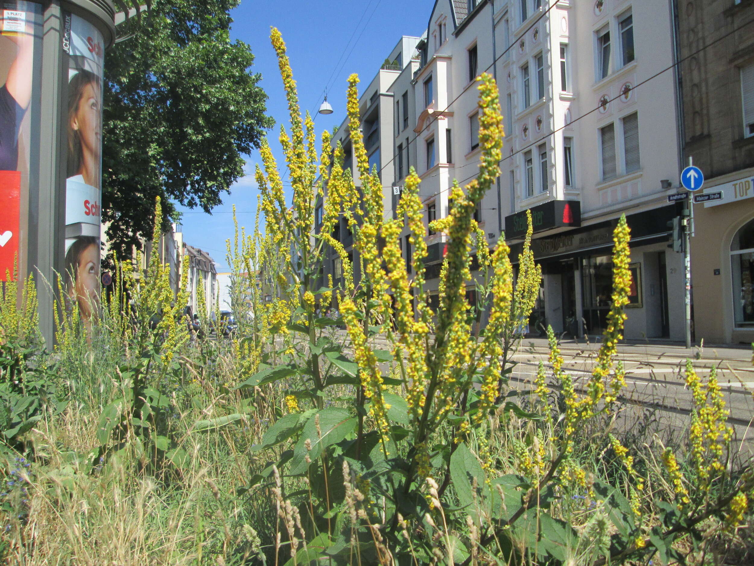 Verbascum nigrum L. resmi