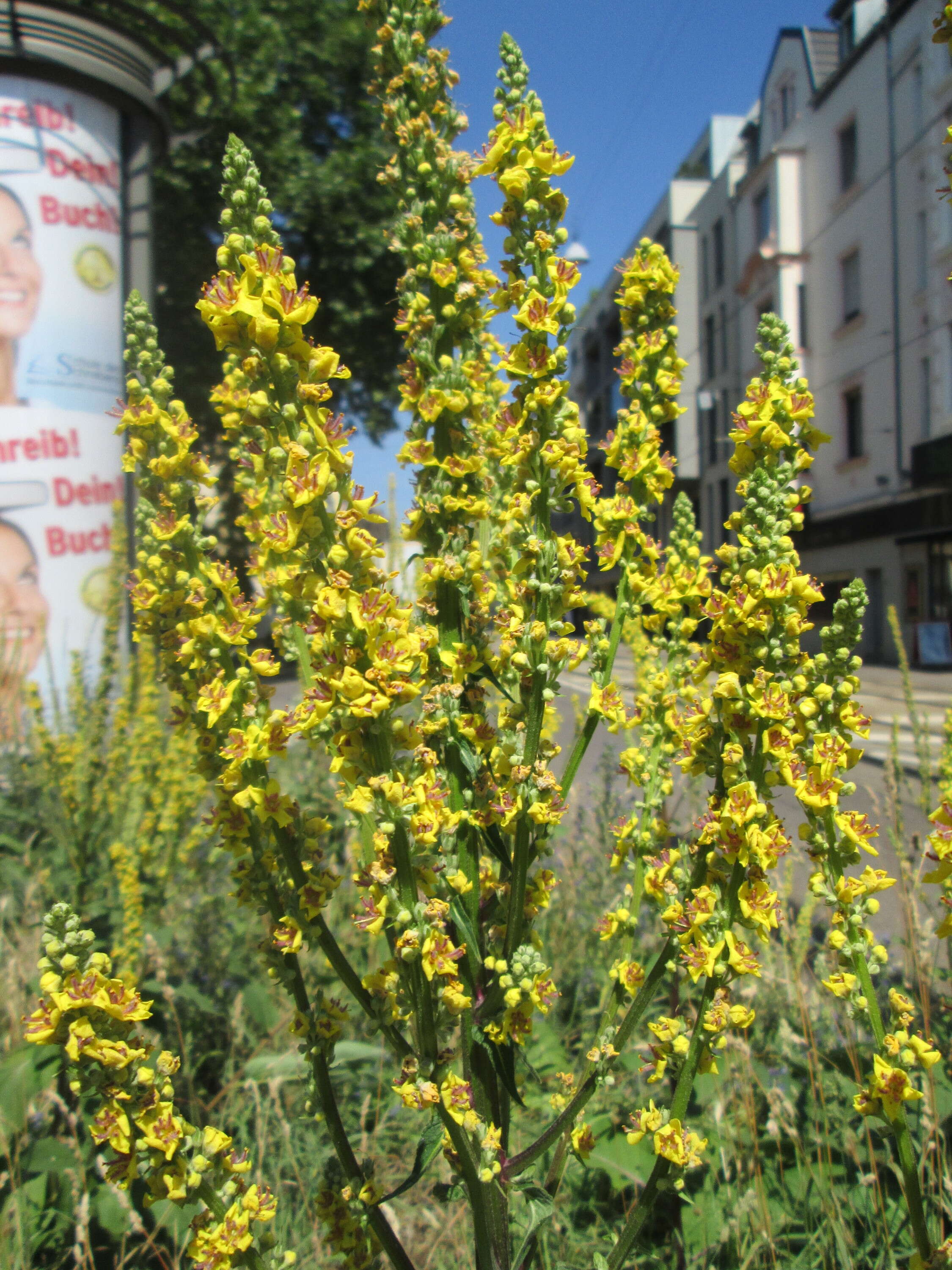 Verbascum nigrum L. resmi