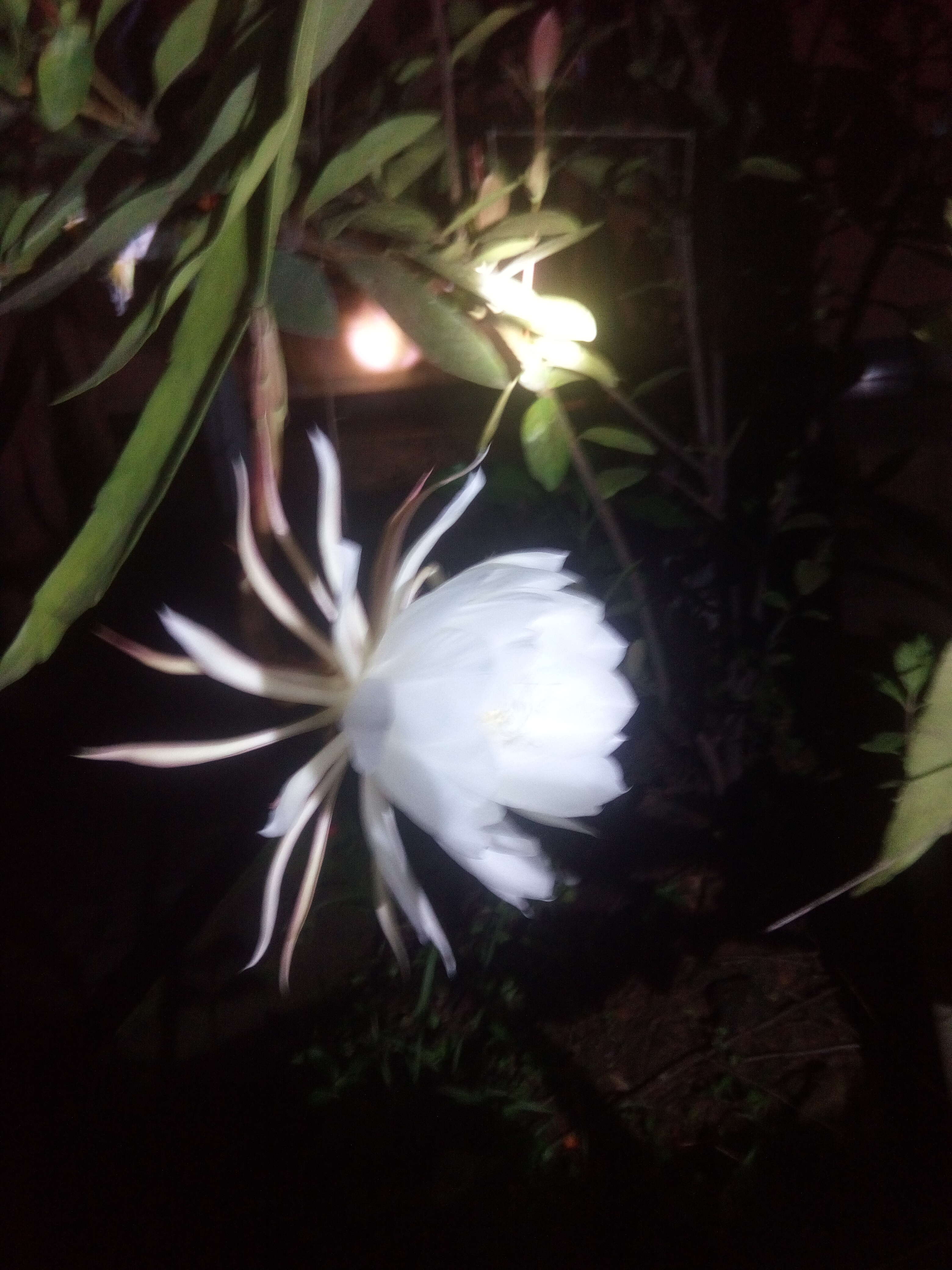 Image of Dutchman's Pipe Cactus