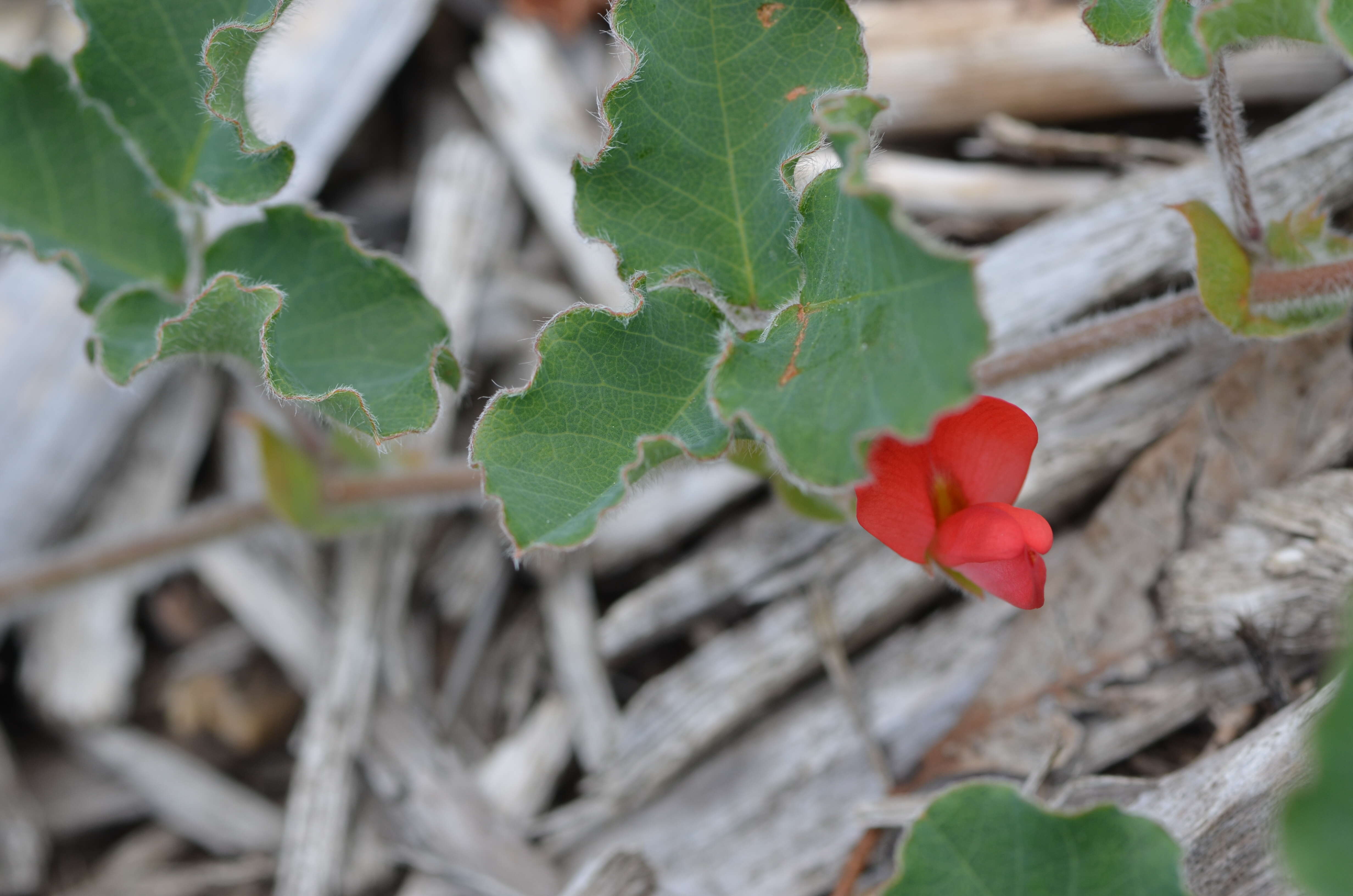 Plancia ëd Kennedia prostrata R. Br.