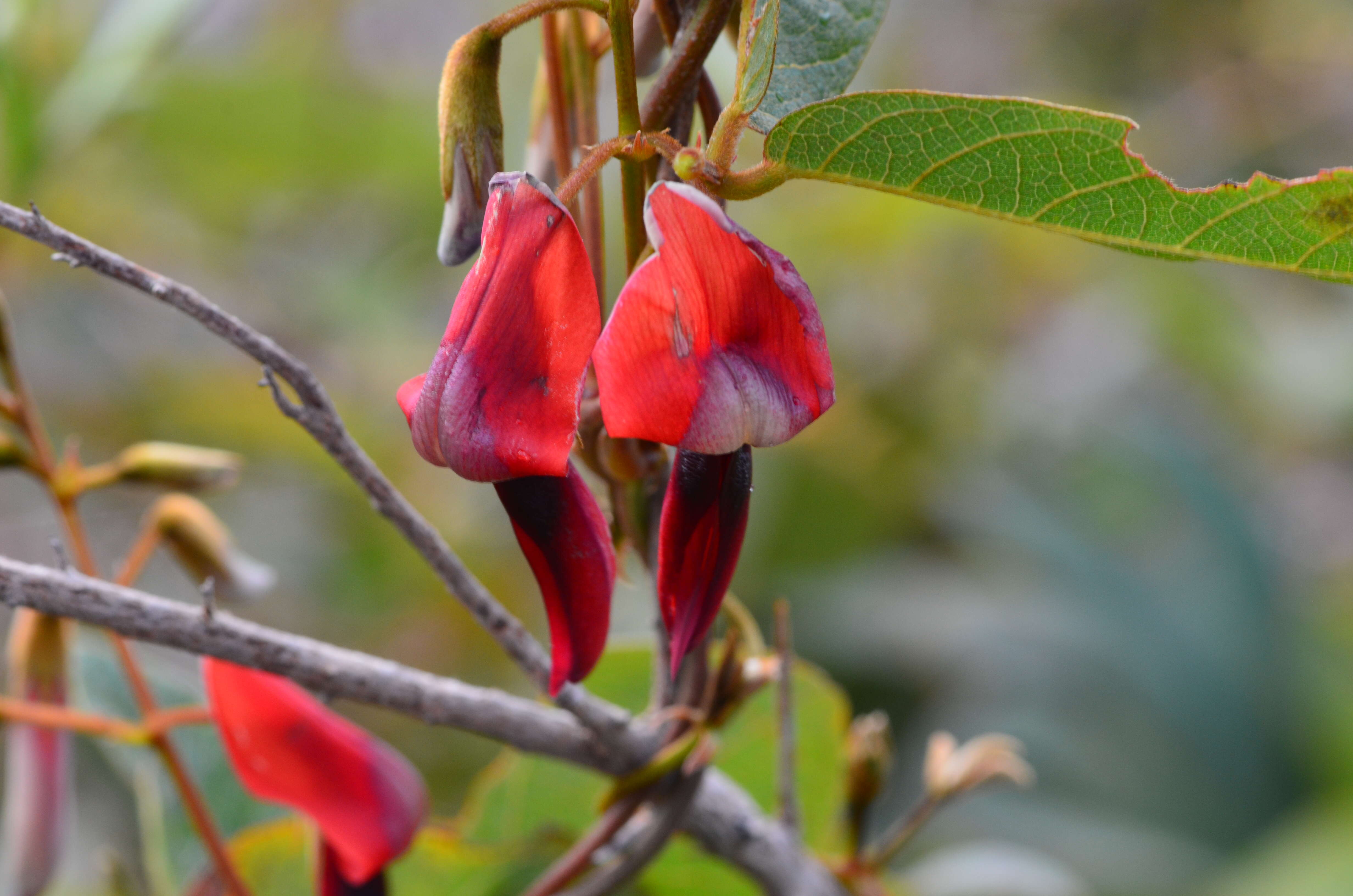 Image of Kennedia rubicunda Vent.