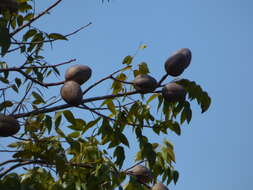 Image of Honduras mahogany