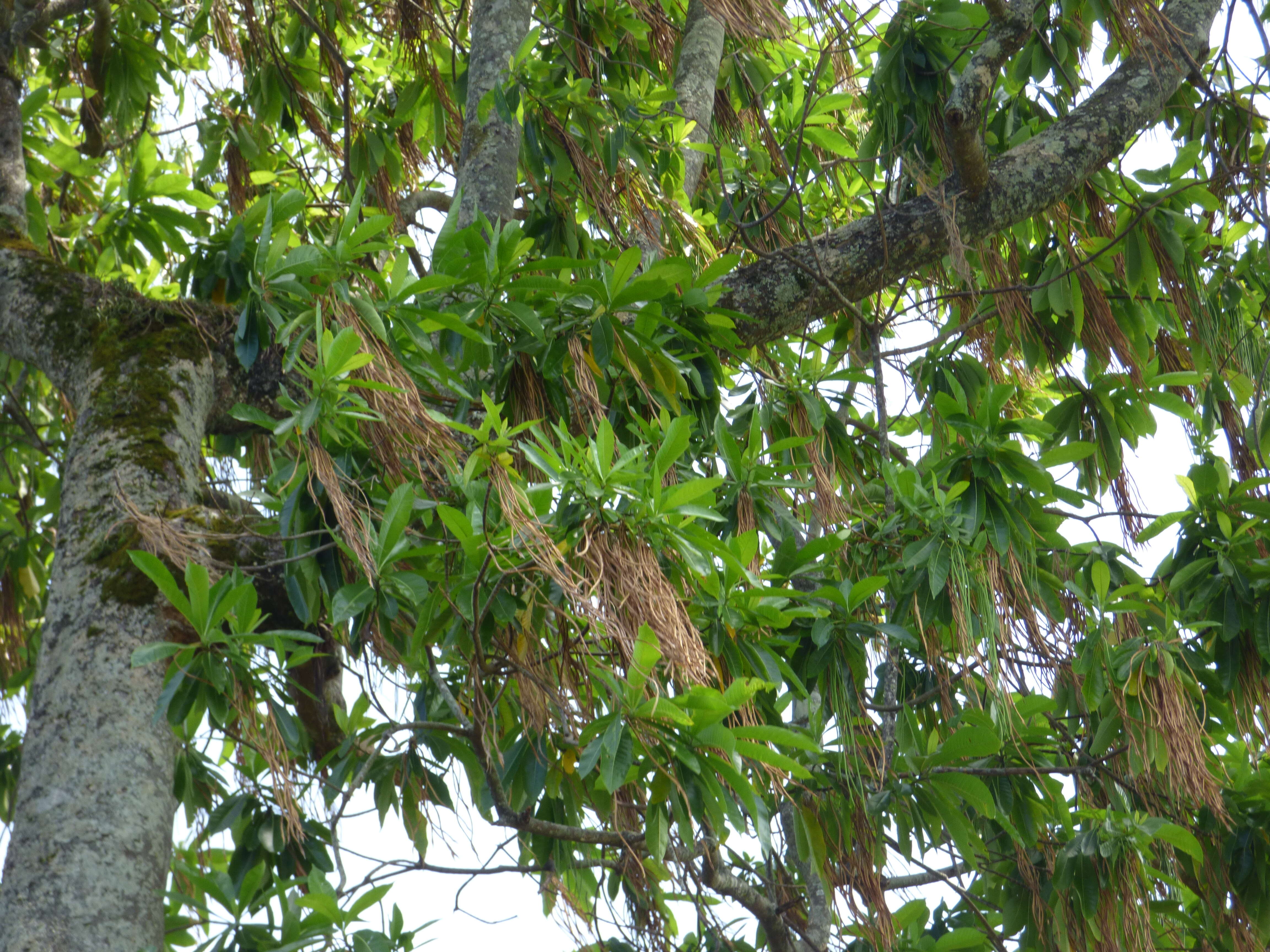 Alstonia macrophylla Wall. ex G. Don resmi