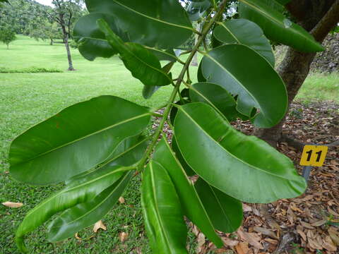 Image of Alexandrian Laurel