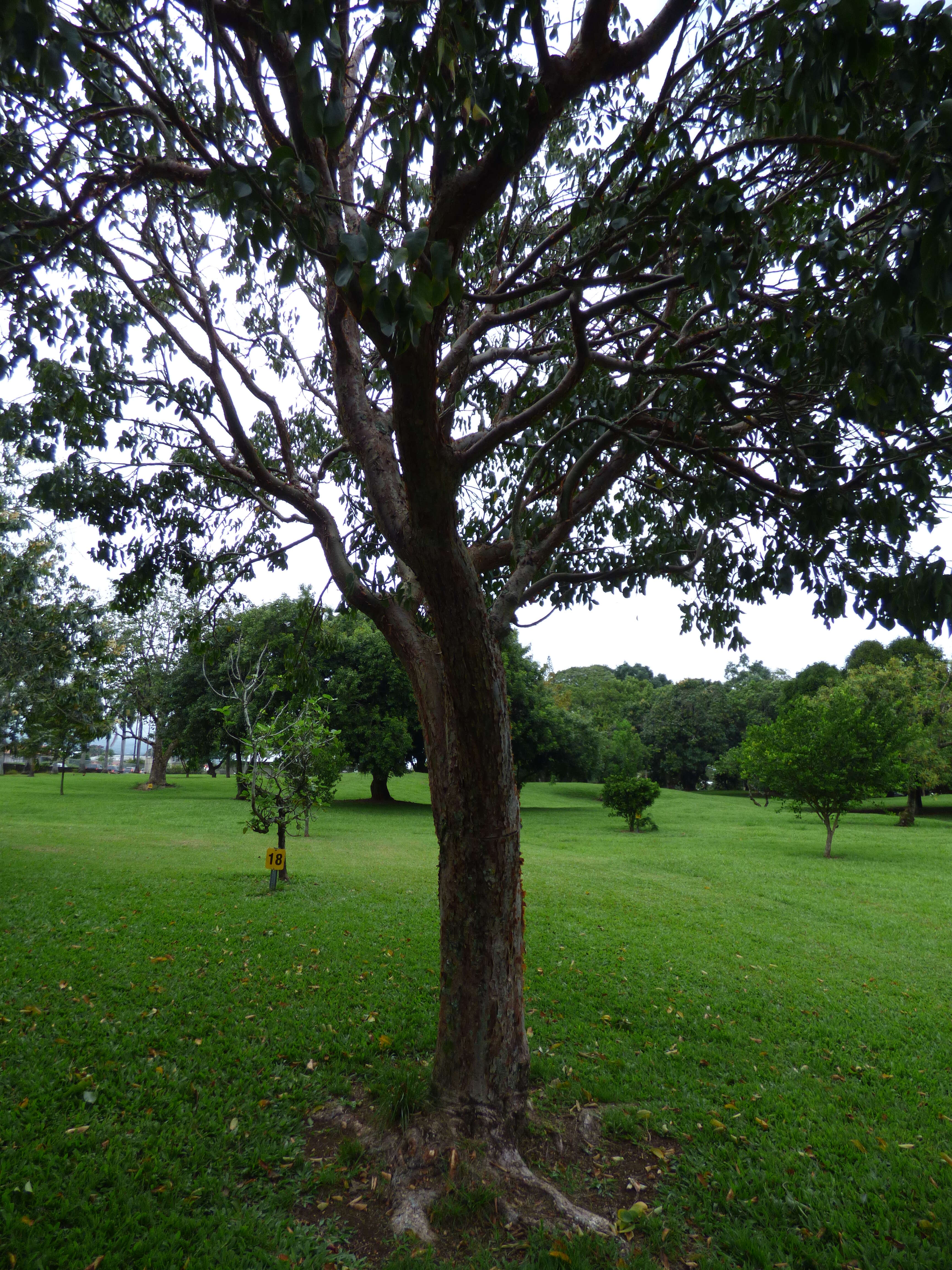 Image of gumbo limbo