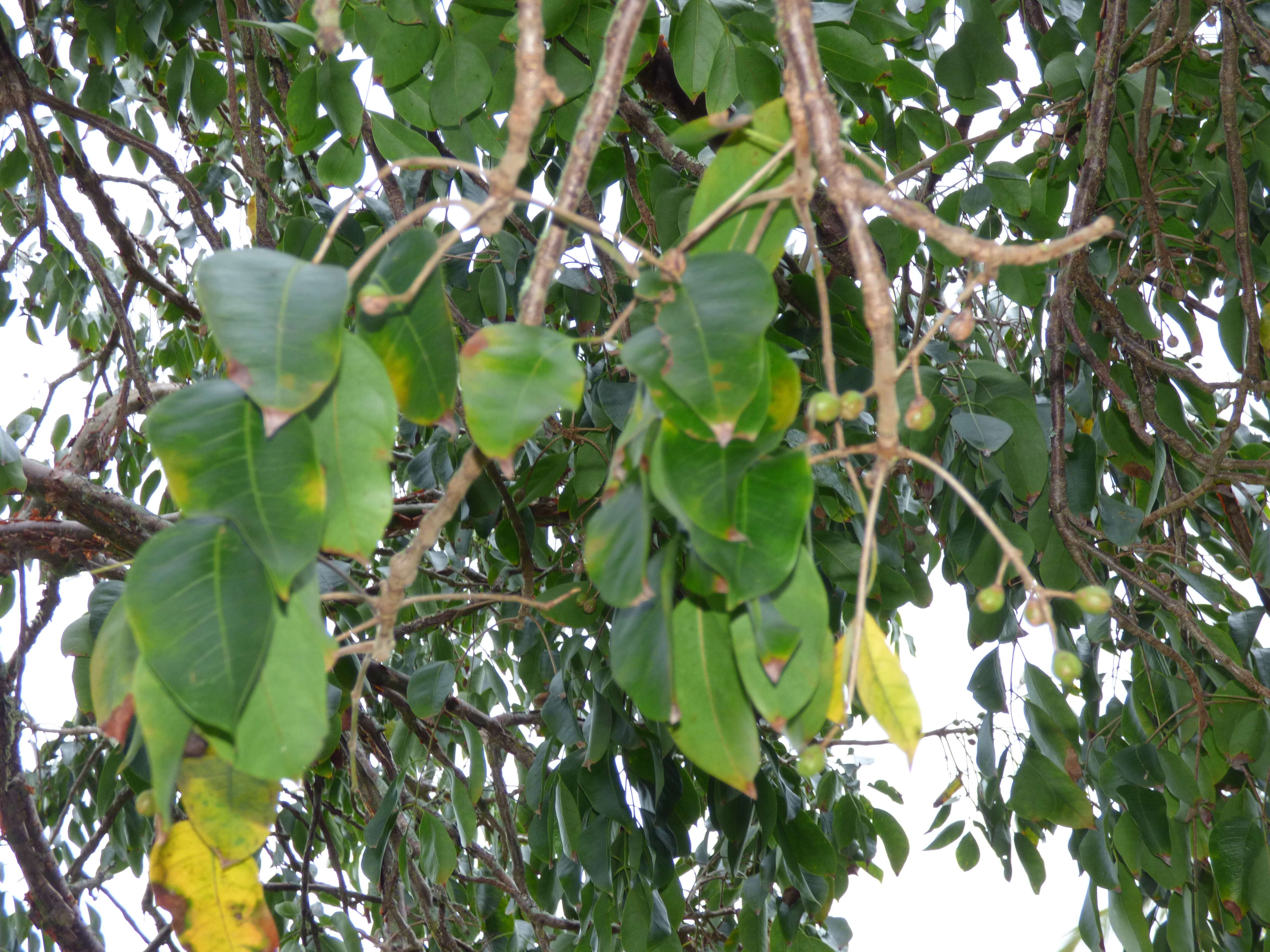 Image of gumbo limbo