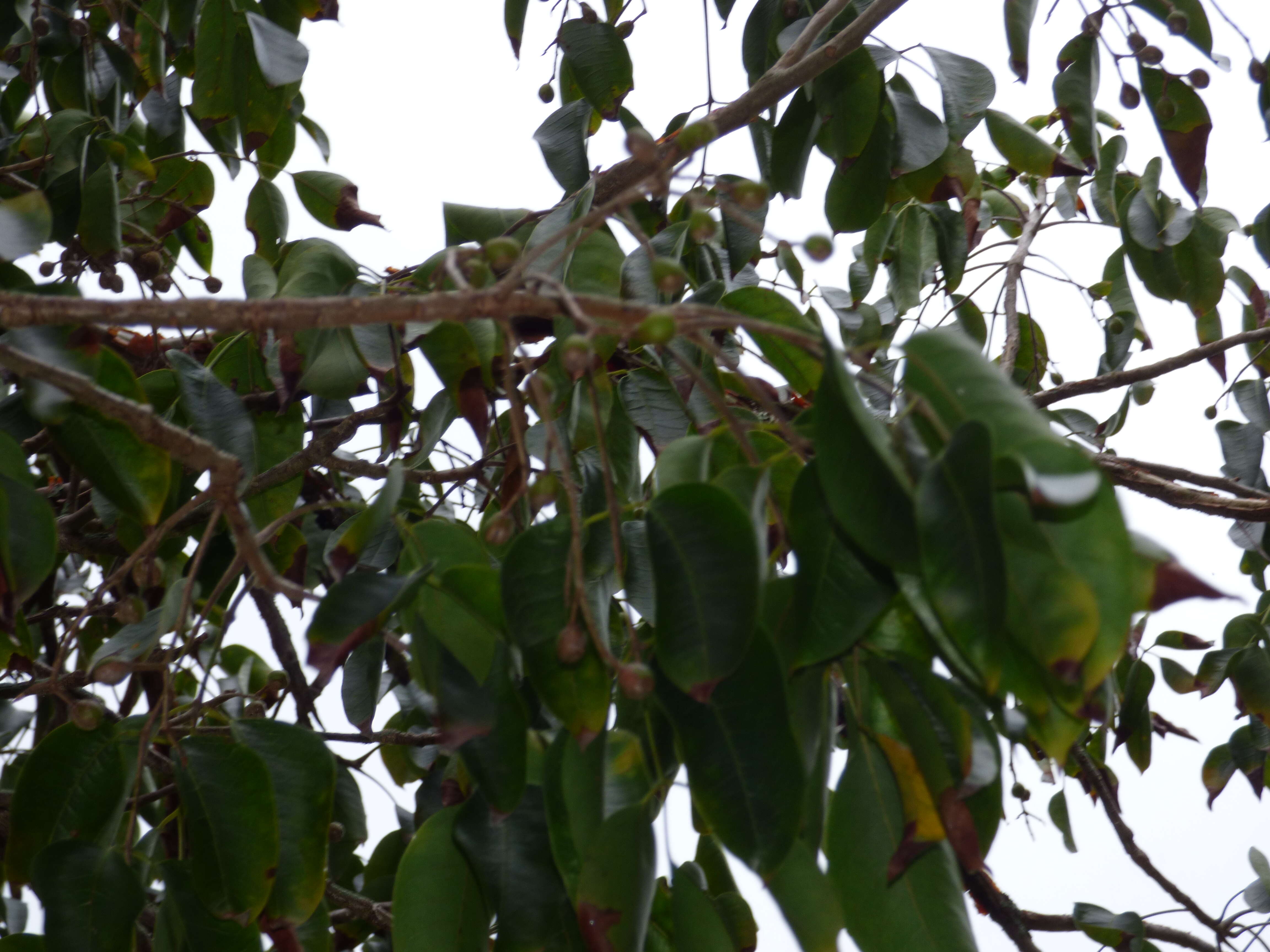 Image of gumbo limbo