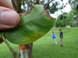 Image of gumbo limbo