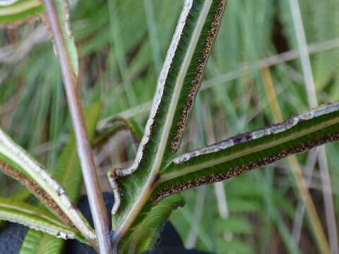 Imagem de Pteris cretica L.