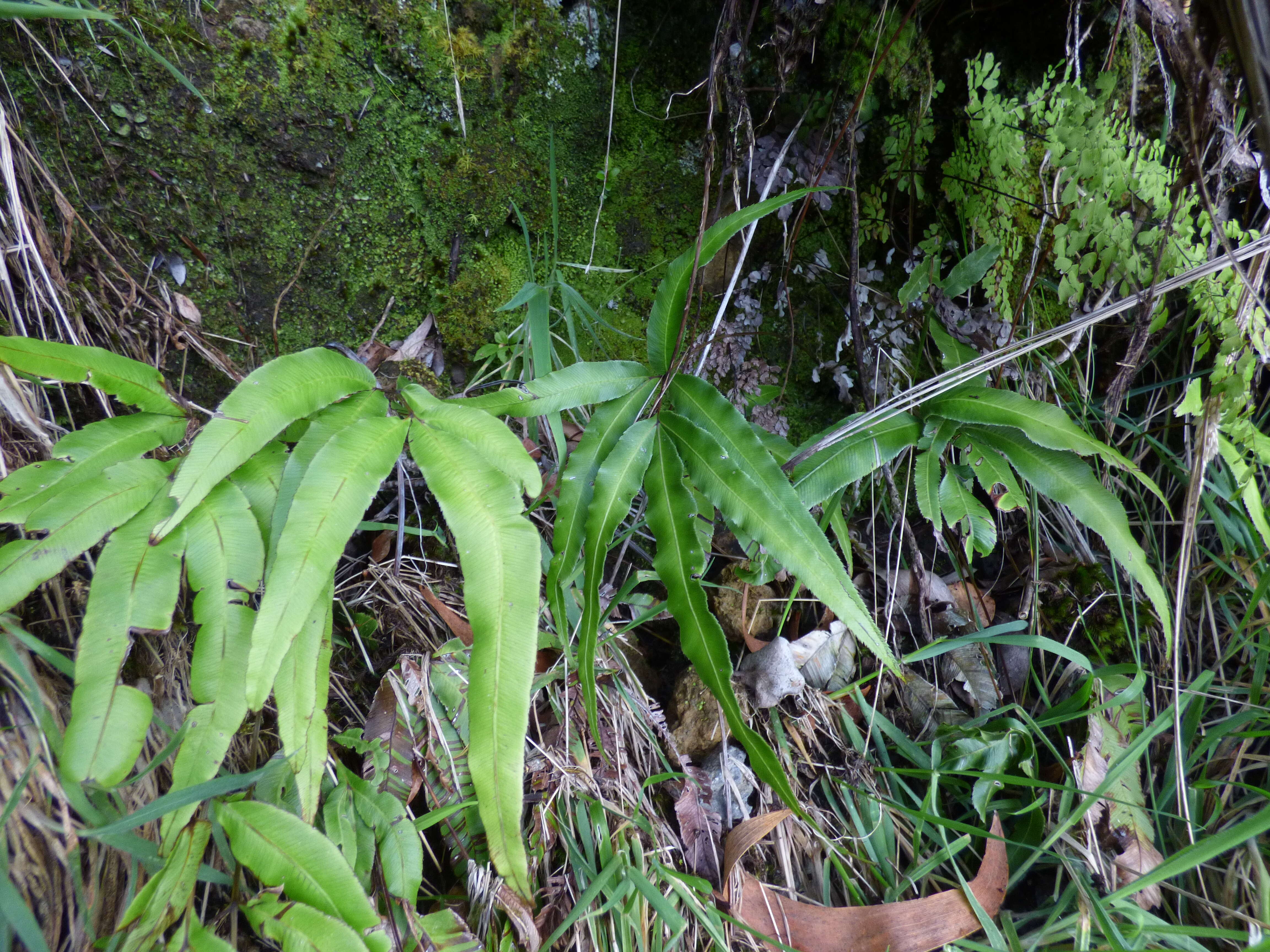 Imagem de Pteris cretica L.