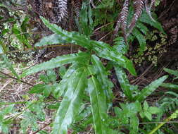 Imagem de Pteris cretica L.