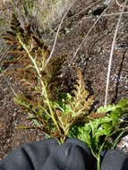 Imagem de Asplenium adiantum-nigrum L.