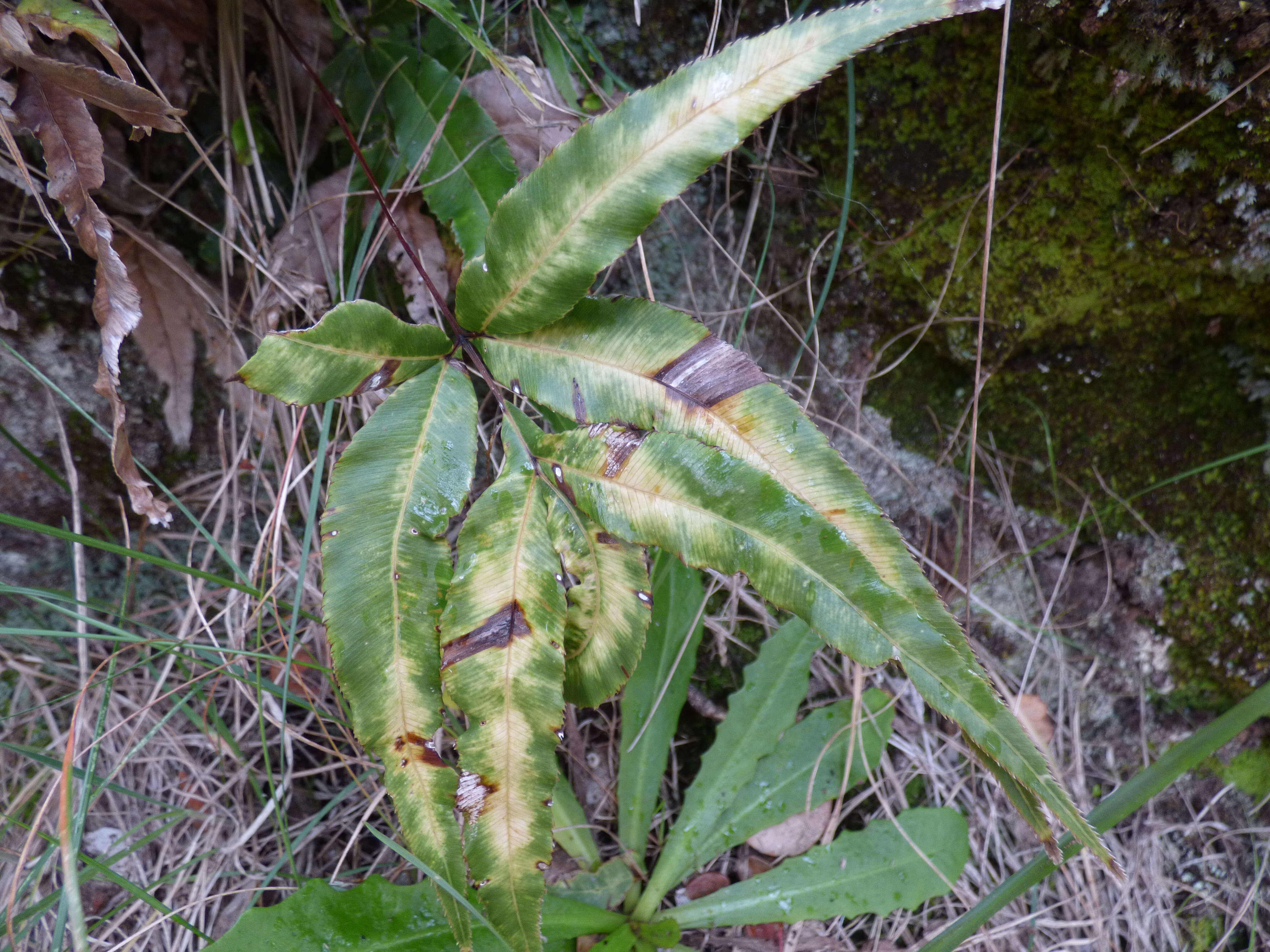 Imagem de Pteris cretica L.