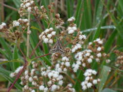 صورة Ageratina adenophora (Spreng.) R. King & H. Rob.