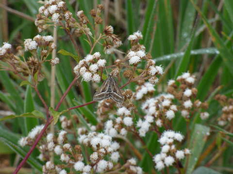 Image of sticky snakeroot