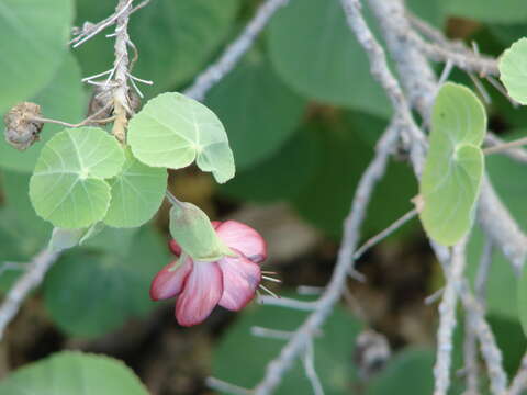 Imagem de Abutilon menziesii Seem.