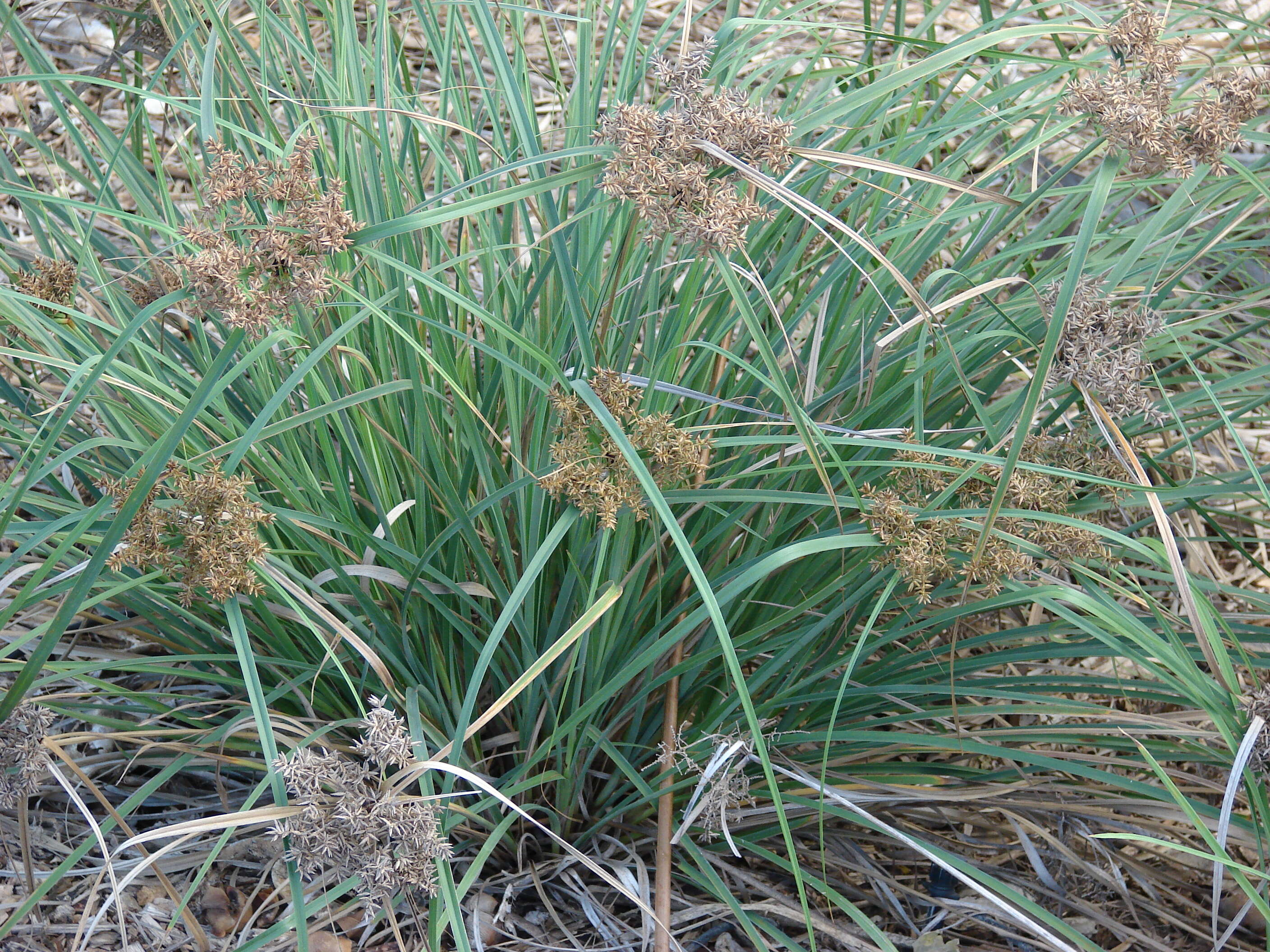 Image of Javanese flatsedge