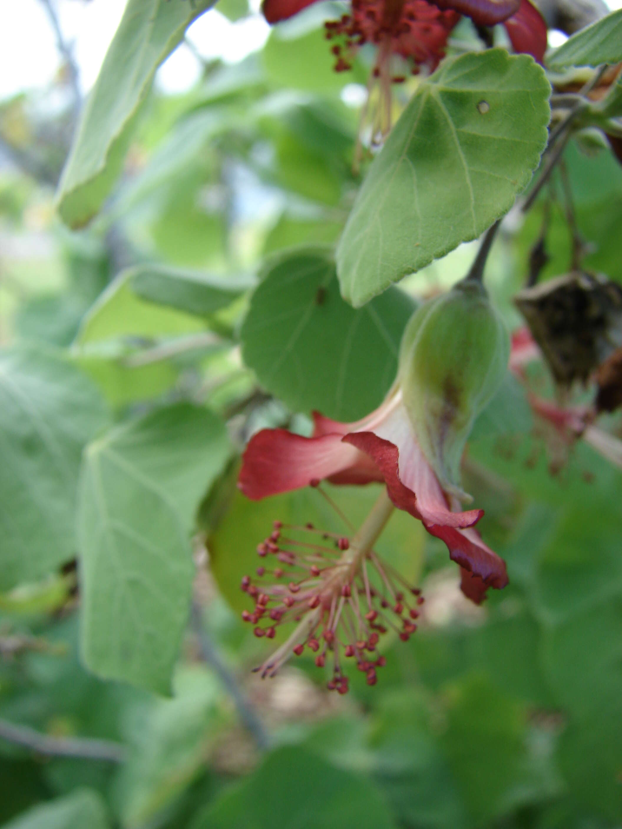 Imagem de Abutilon menziesii Seem.