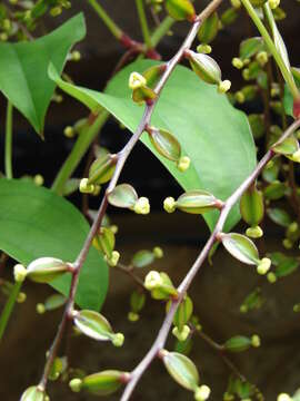 Image of water yam