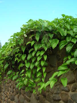 Image of water yam