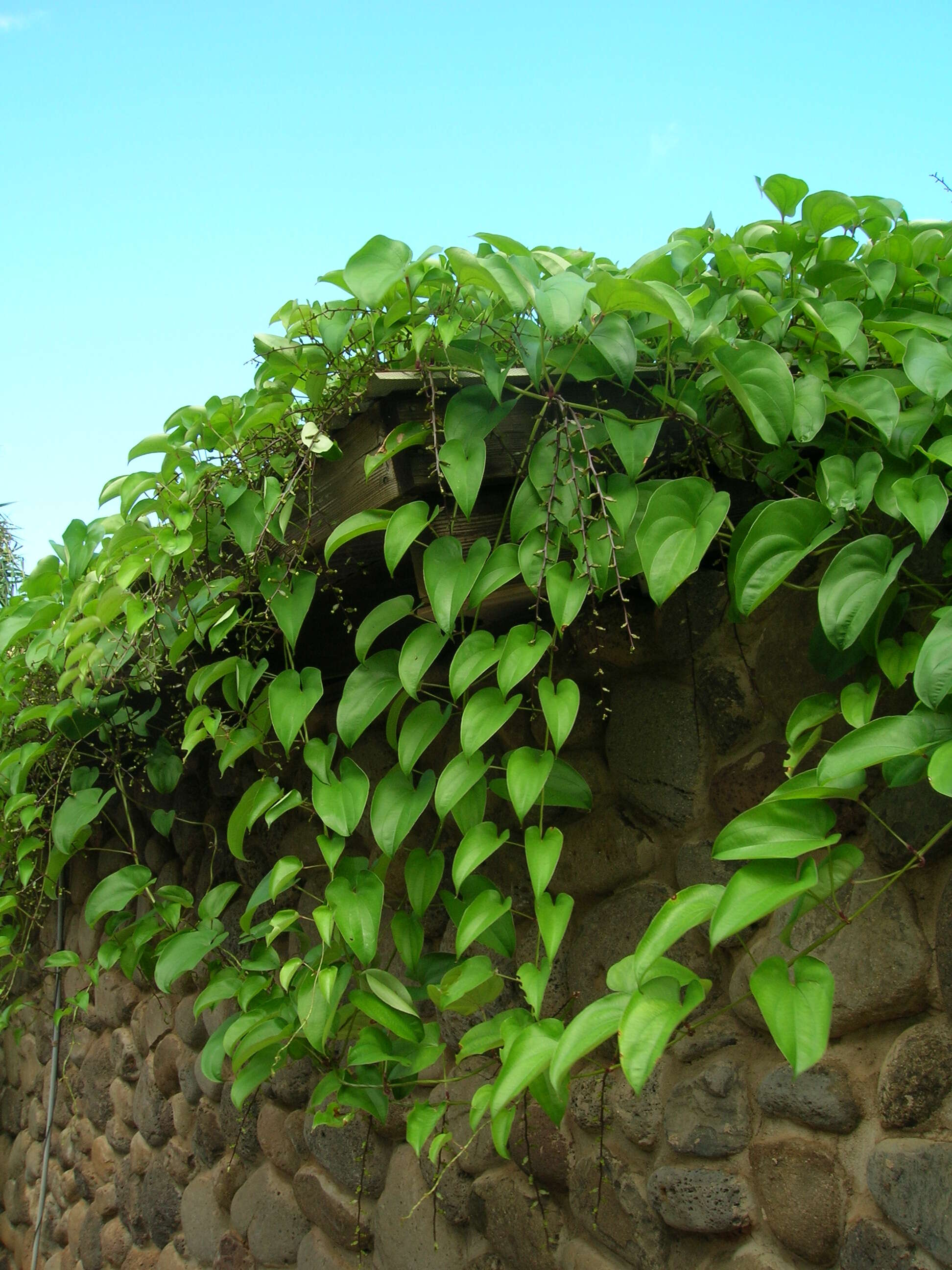 Image of water yam