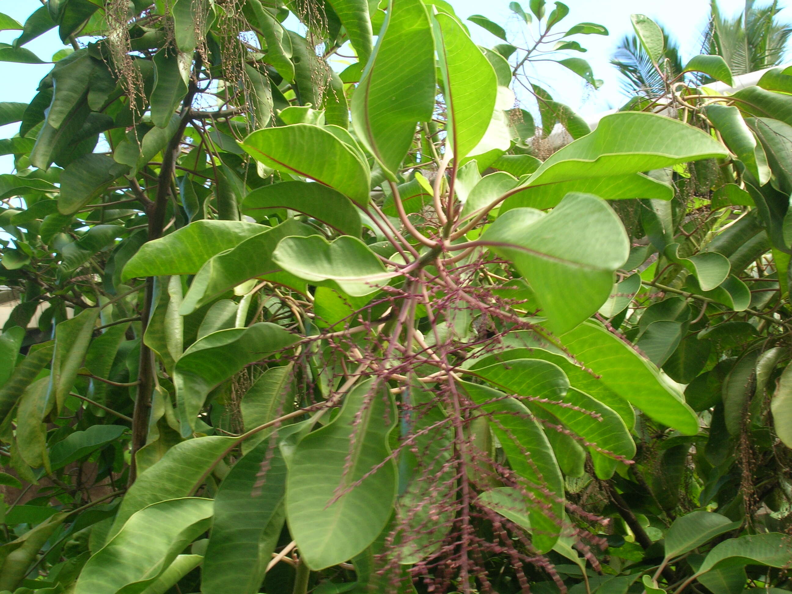 Image of broadleaf papala