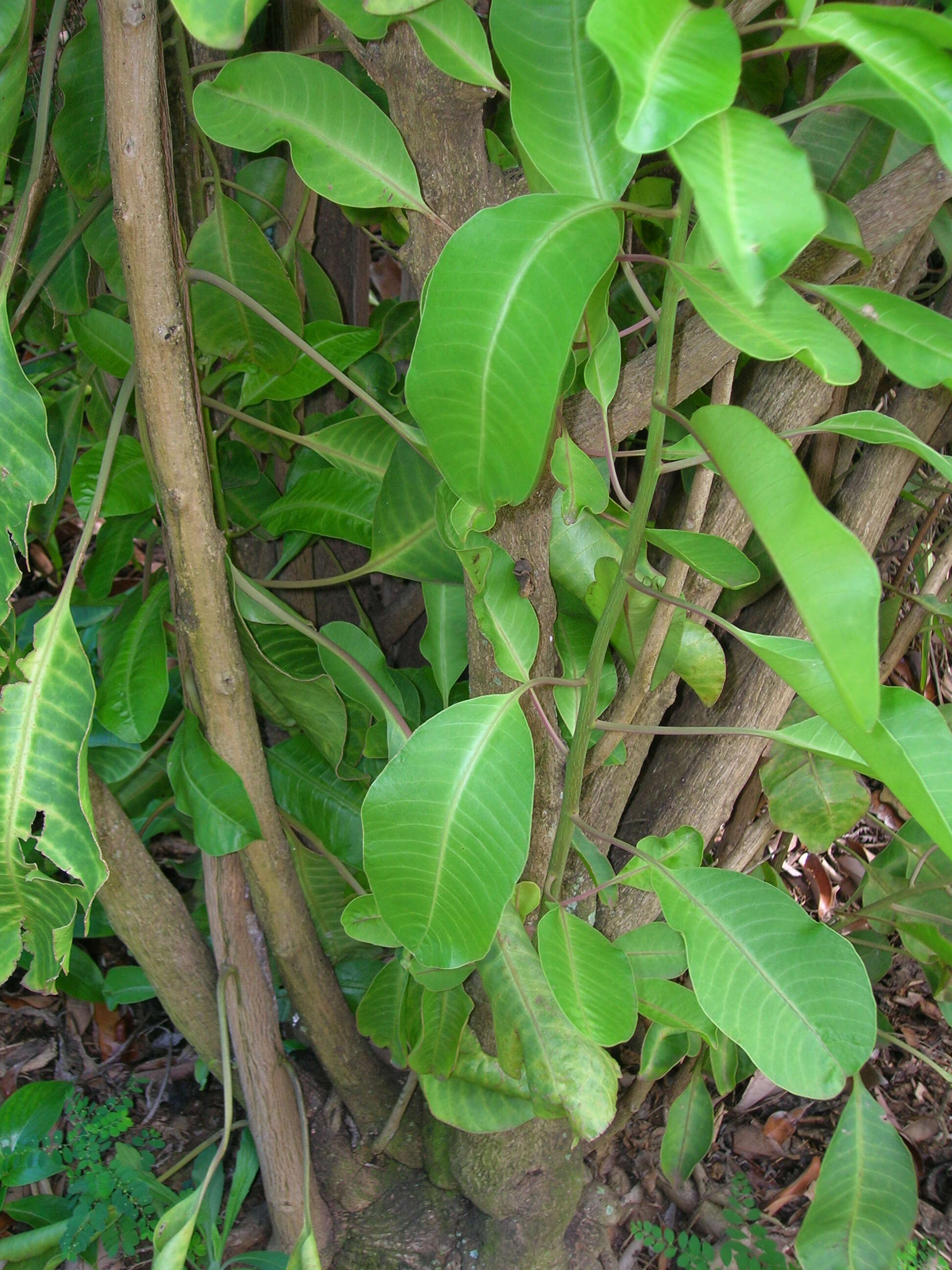 Image of broadleaf papala