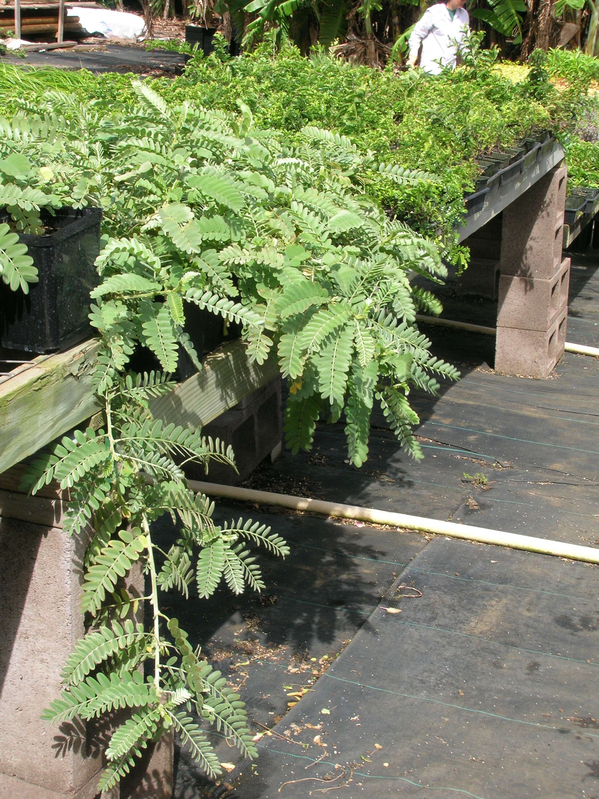 Image of Oahu riverhemp