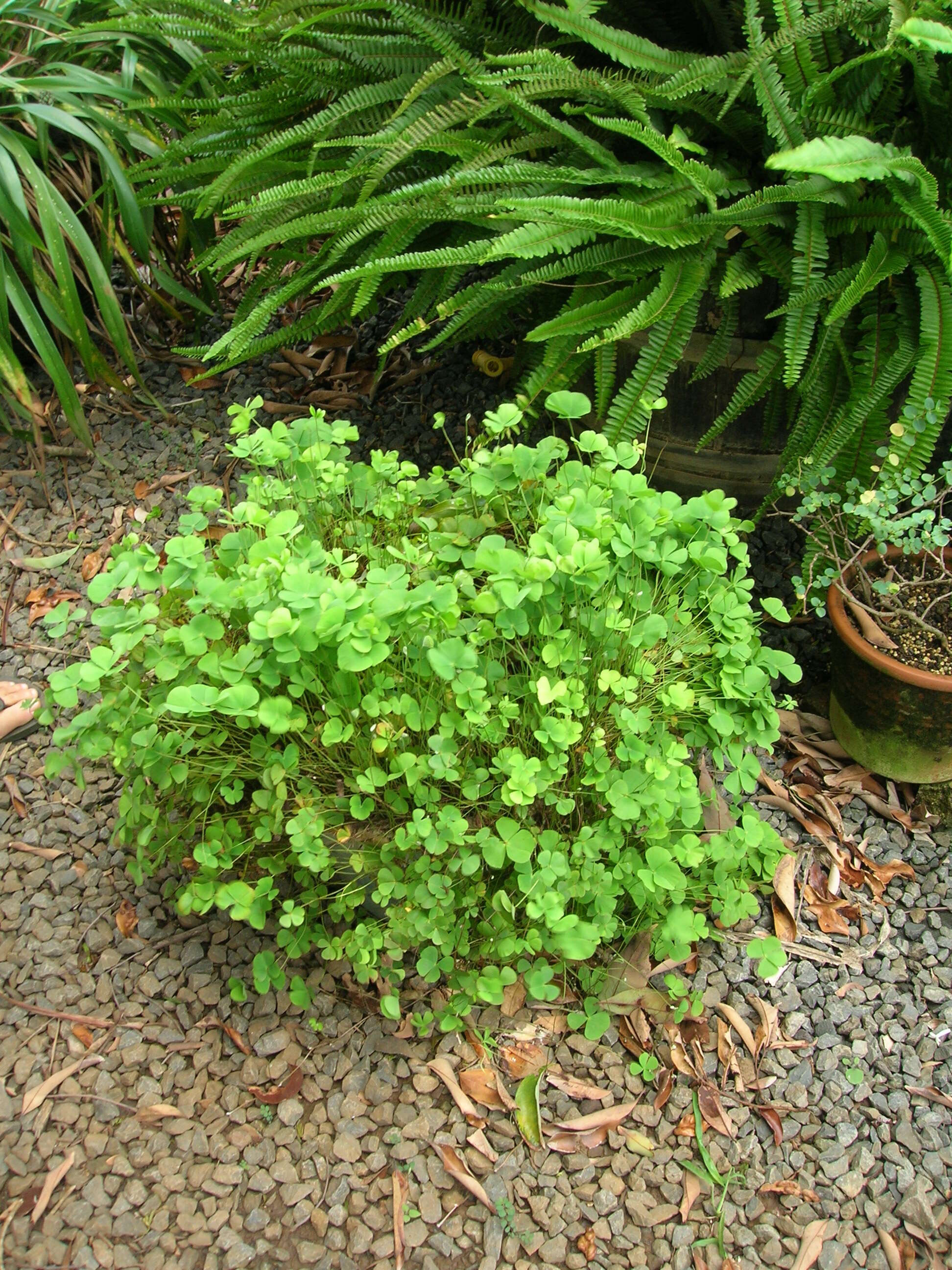 Image of waterclover