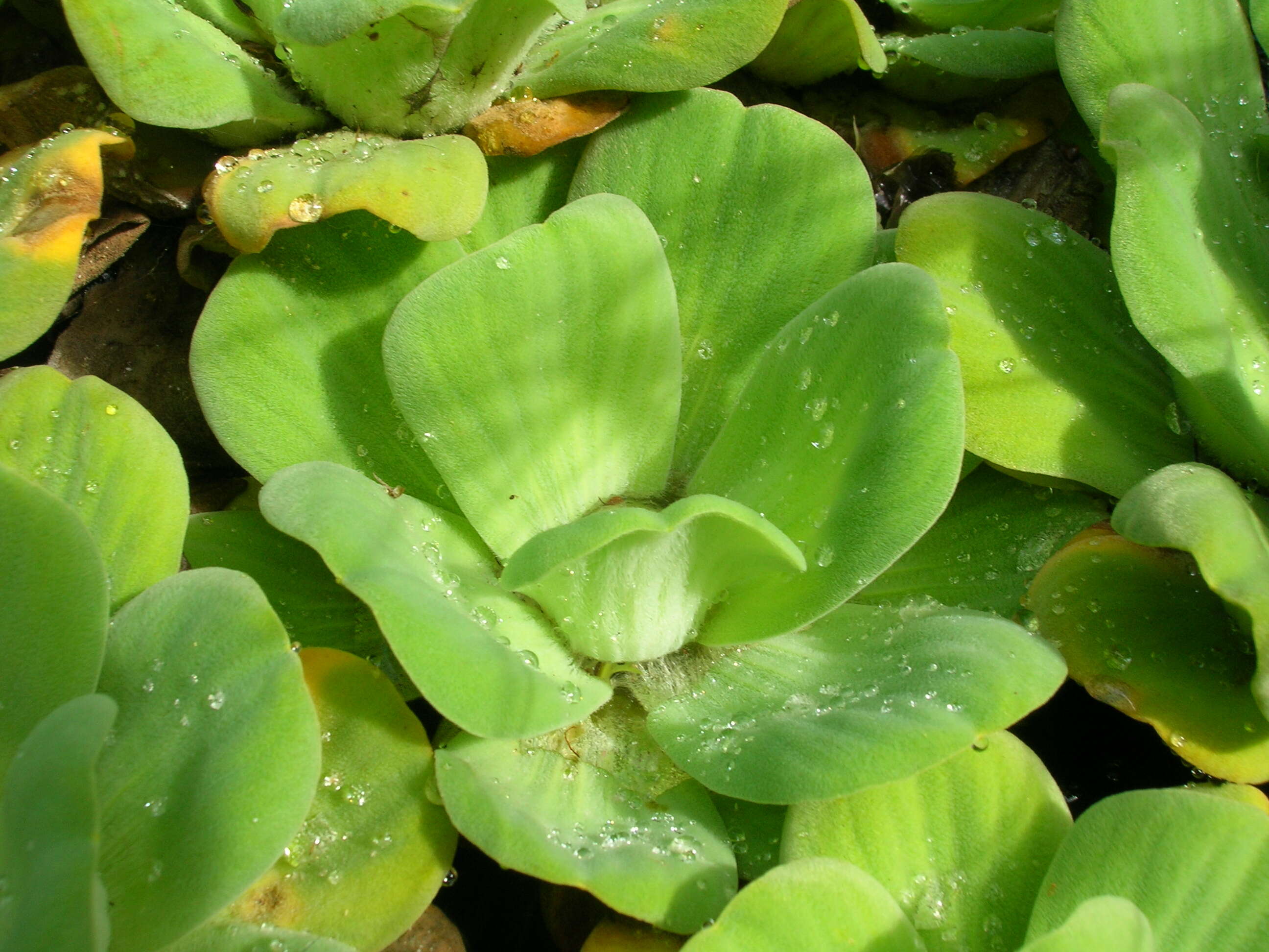 Image of pistia