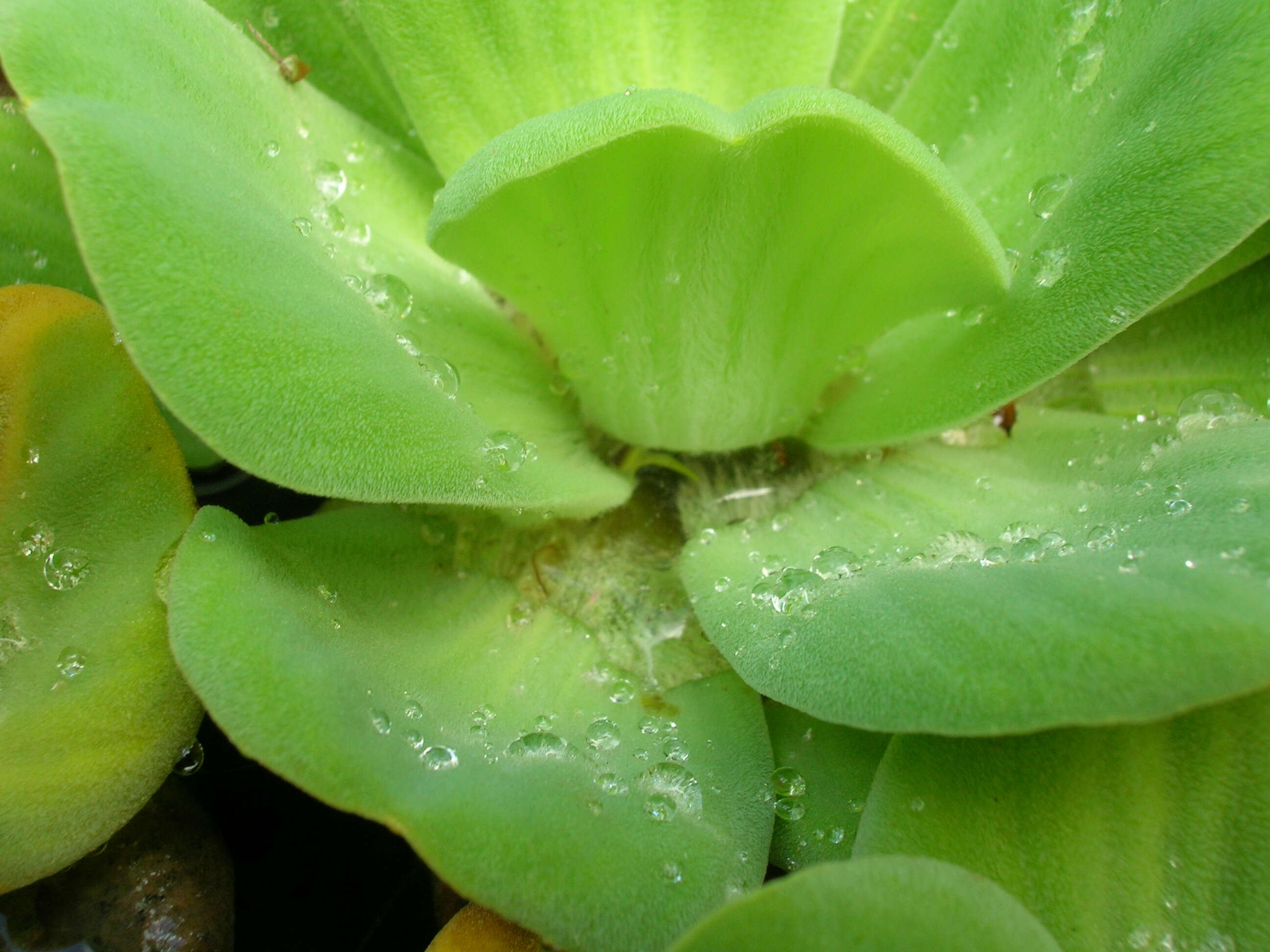 Image of pistia