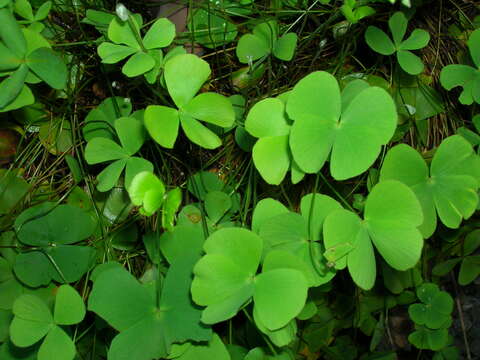 Image of waterclover