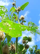 Image of lindenleaf rosemallow