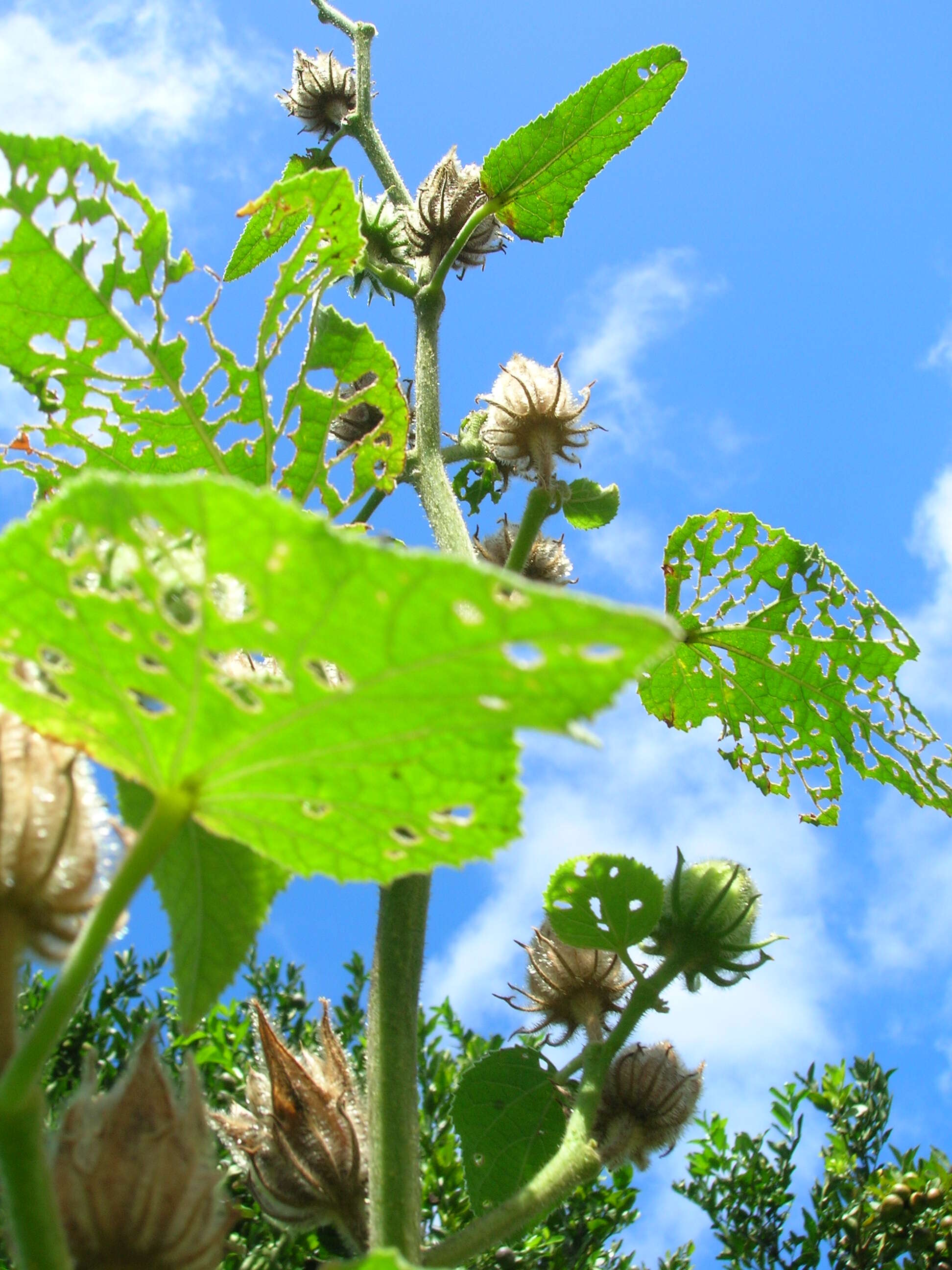 Image of lindenleaf rosemallow