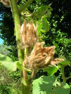 Image of lindenleaf rosemallow