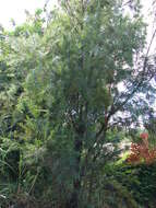 صورة Callistemon viminalis (Sol. ex Gaertn.) G. Don