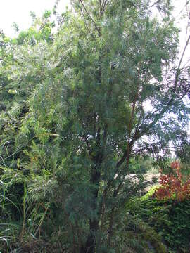 صورة Callistemon viminalis (Sol. ex Gaertn.) G. Don