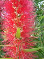 صورة Callistemon viminalis (Sol. ex Gaertn.) G. Don