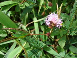 Image of Sensitive Plant