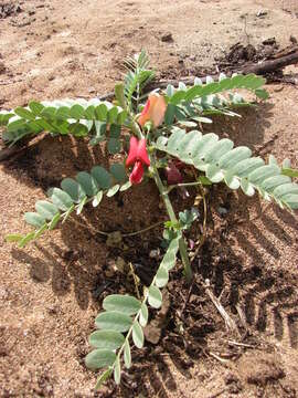 Image of Oahu riverhemp