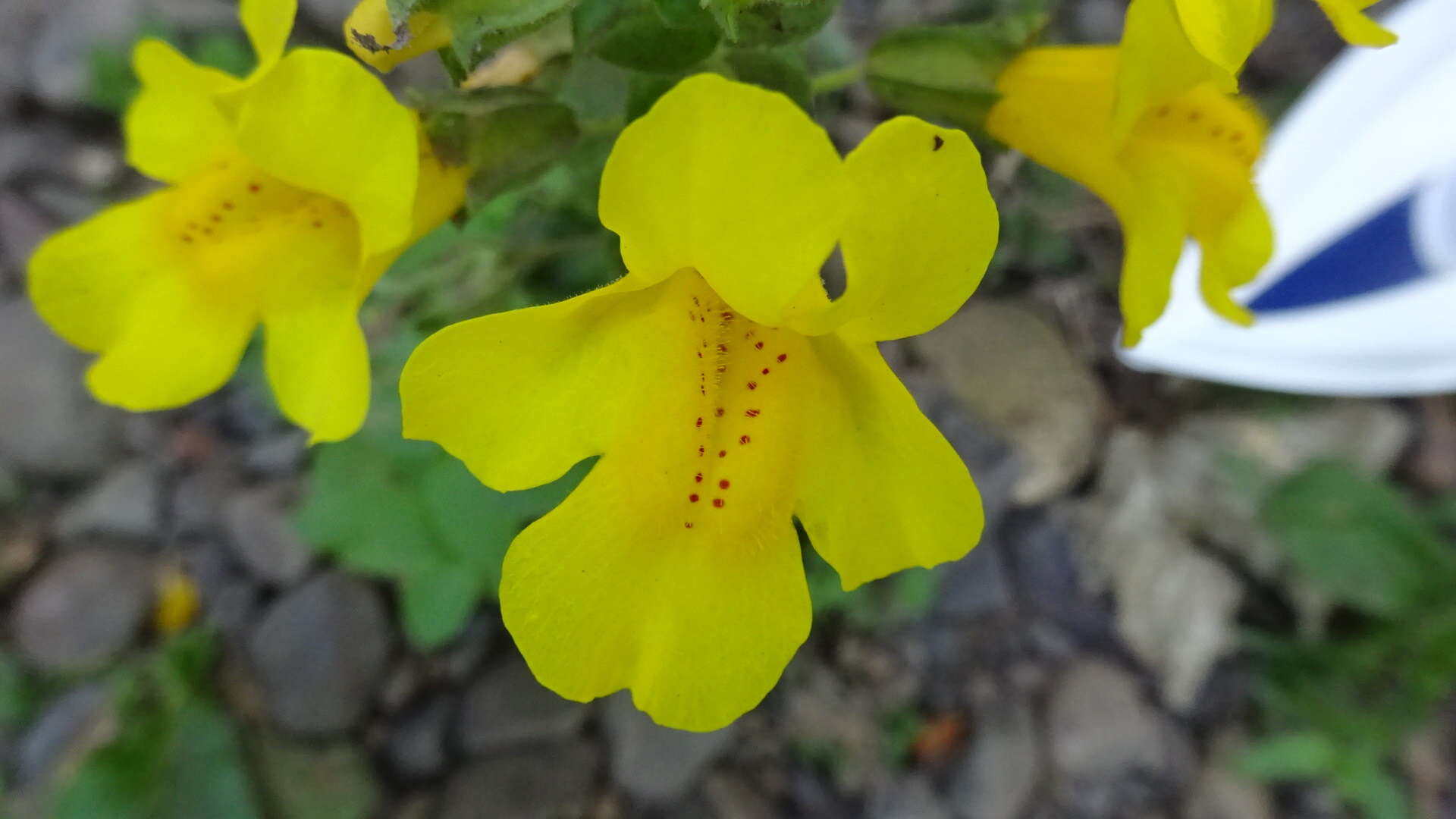 Image of Erythranthe guttata (DC.) G. L. Nesom