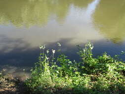 Image of Meadowsweet