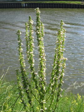 Verbascum nigrum L. resmi