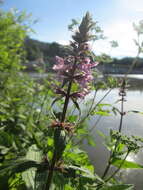 Image of Hedge-nettle