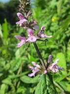 Слика од Stachys palustris L.