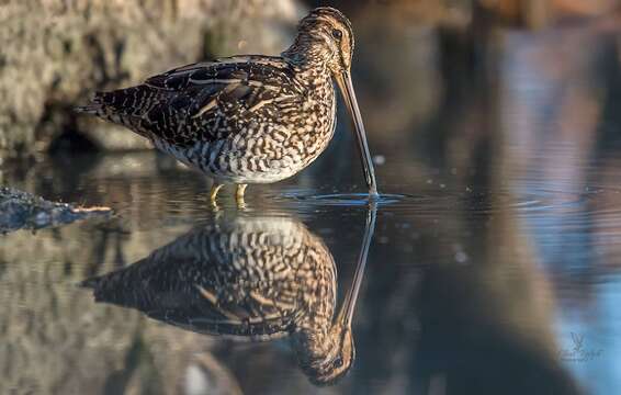 Gallinago nigripennis Bonaparte 1839 resmi