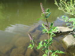 Слика од Stachys palustris L.