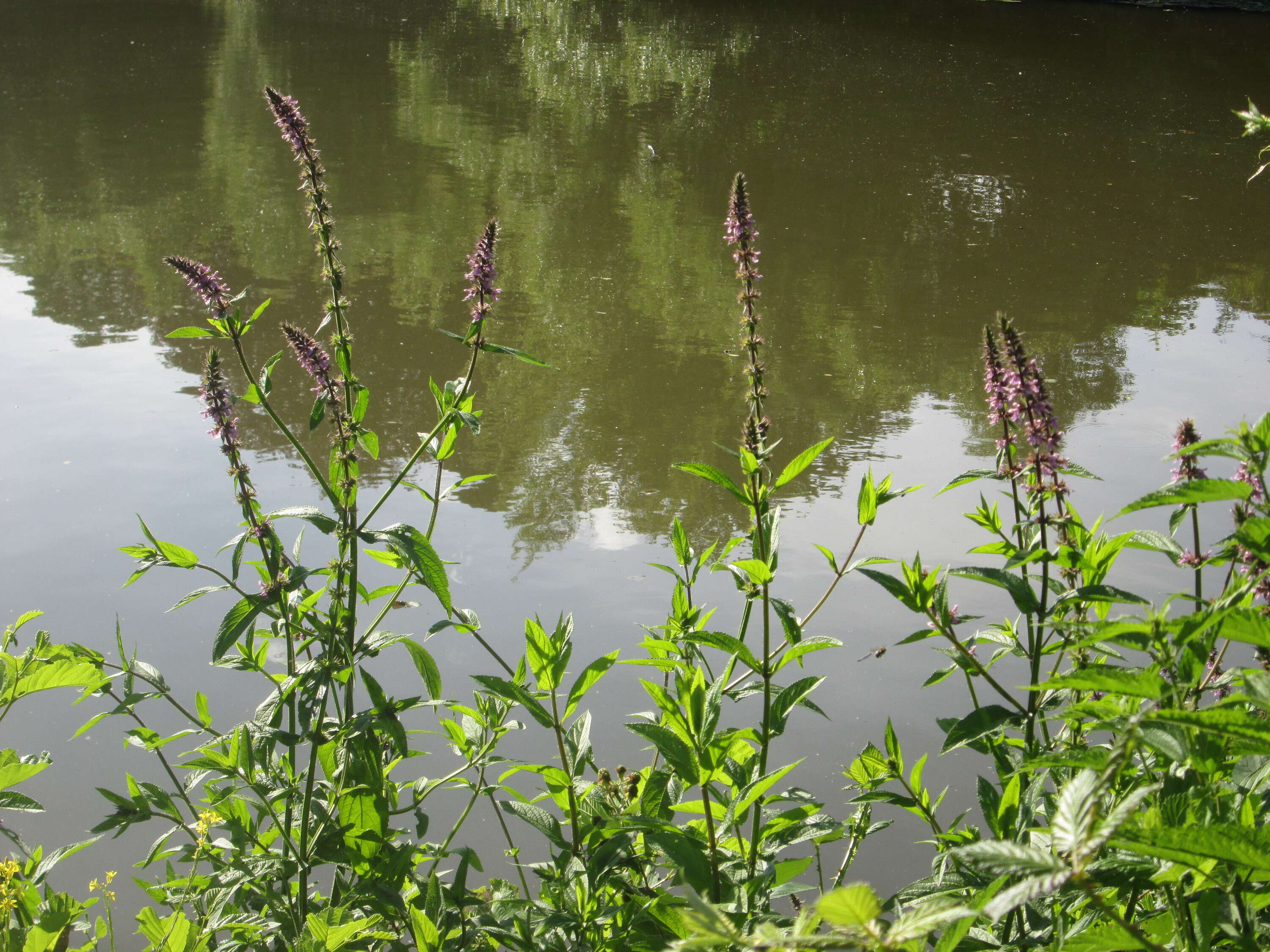 Image of Hedge-nettle