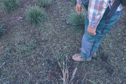 Image of Broomsedge Bluestem